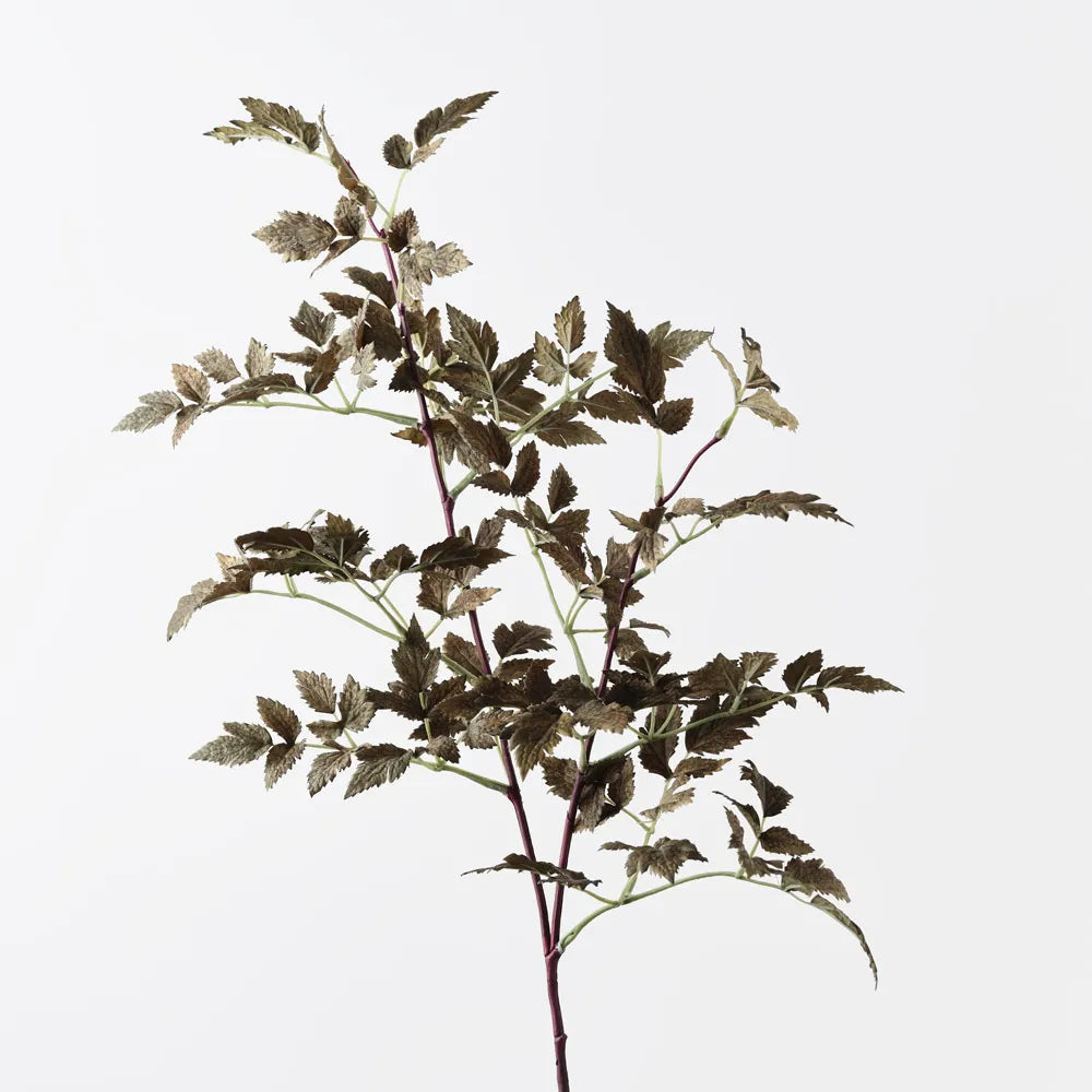 Cohosh Leaf Spray