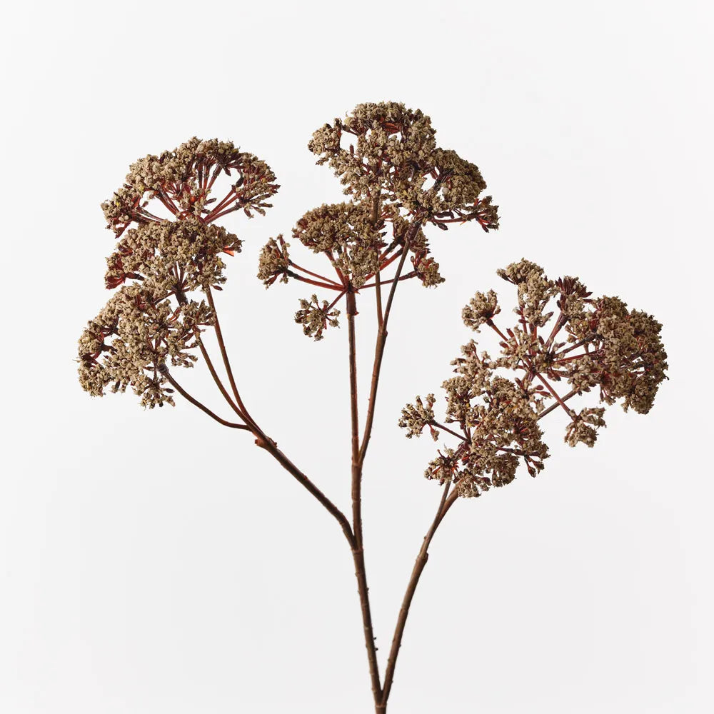 Fennel Flower Spray 57cm
