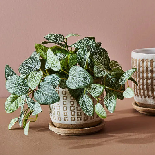 Fittonia Hanging Bush in Pot