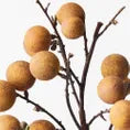 Longan Spray- 48 cm