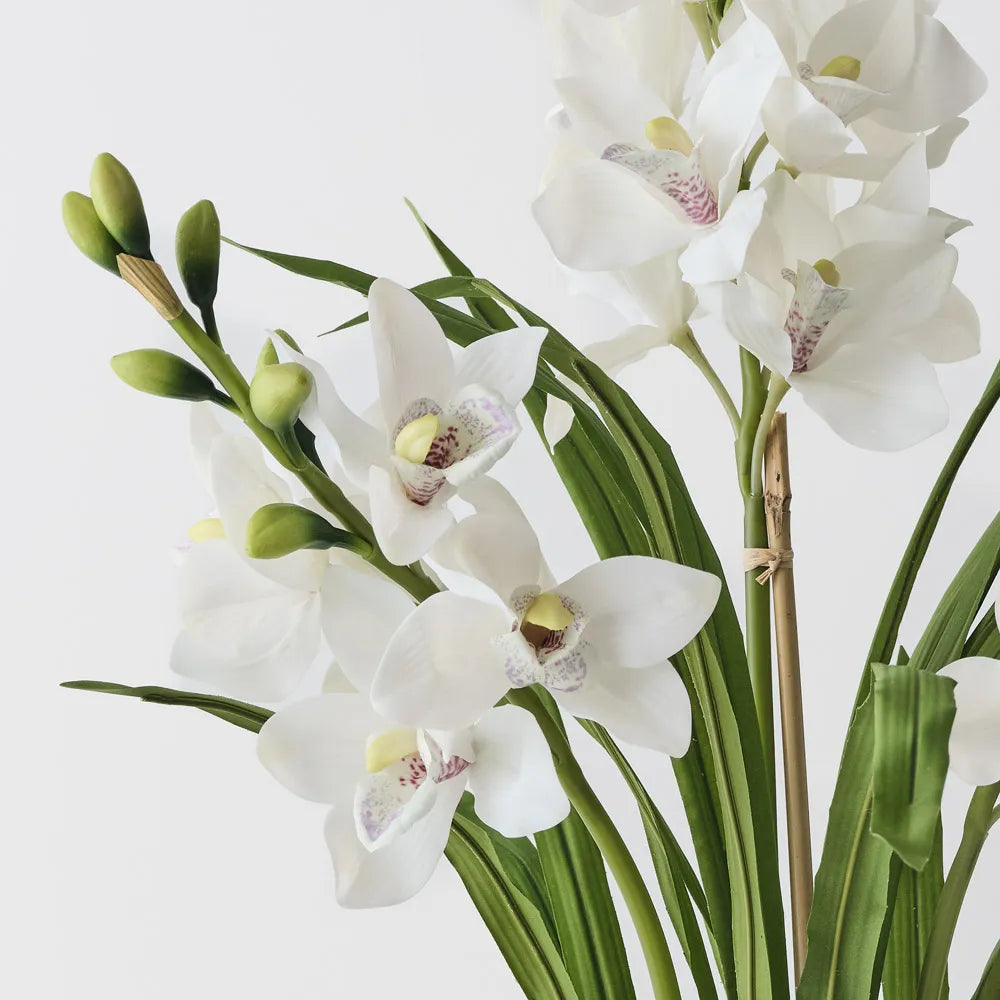 Orchid Cymbidium Plant White-86cm