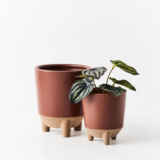 Peperomia Watermelon in Pot