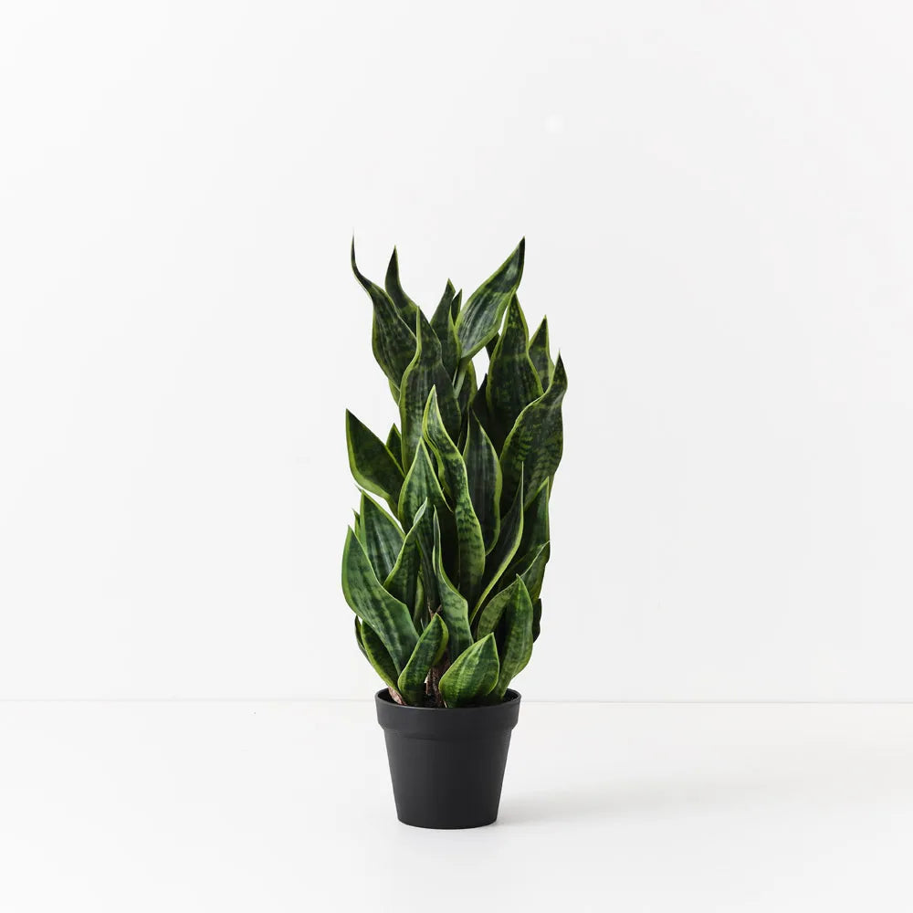 Sansevieria Plant 81cm