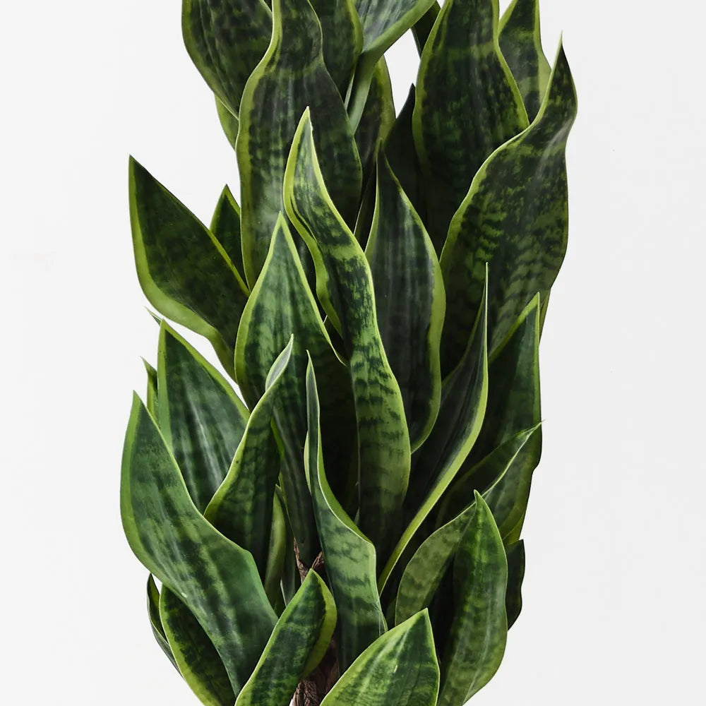 Sansevieria Plant 81cm