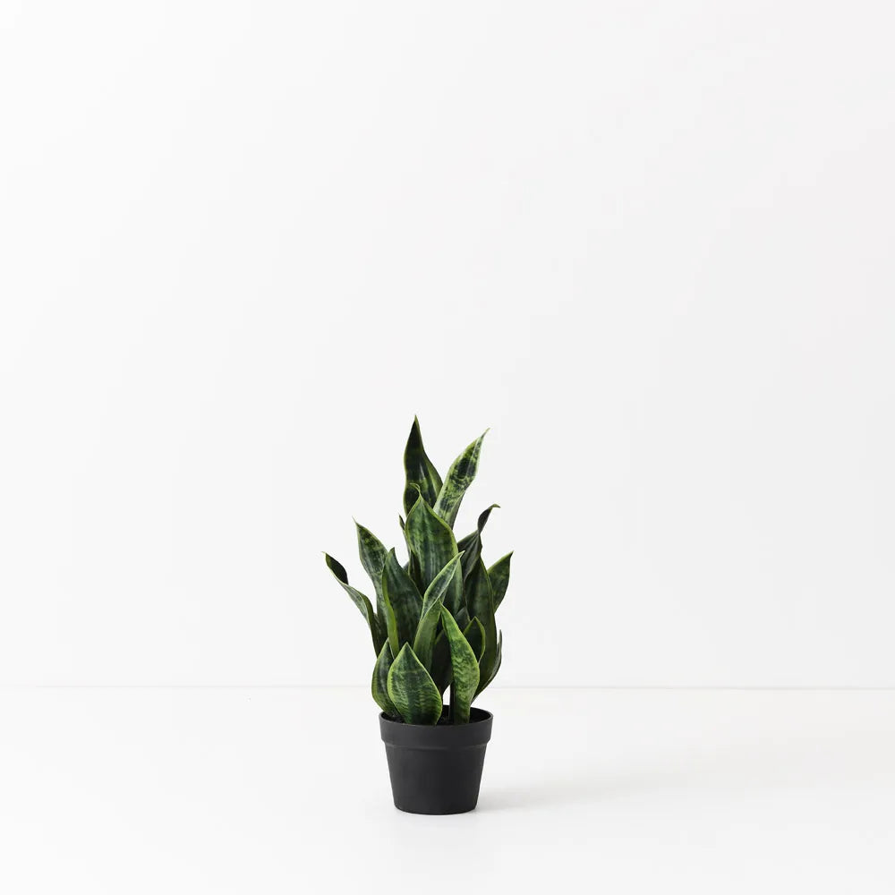 Sansevieria Plant - 51cm