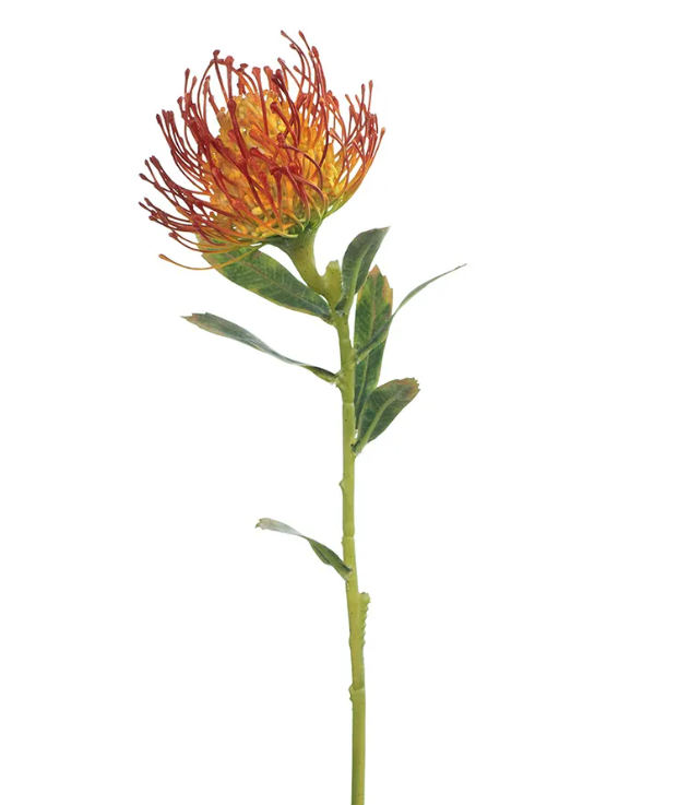 Protea Leucospermum Burnt Orange 63cm