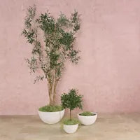 Coupe Shallow Planters