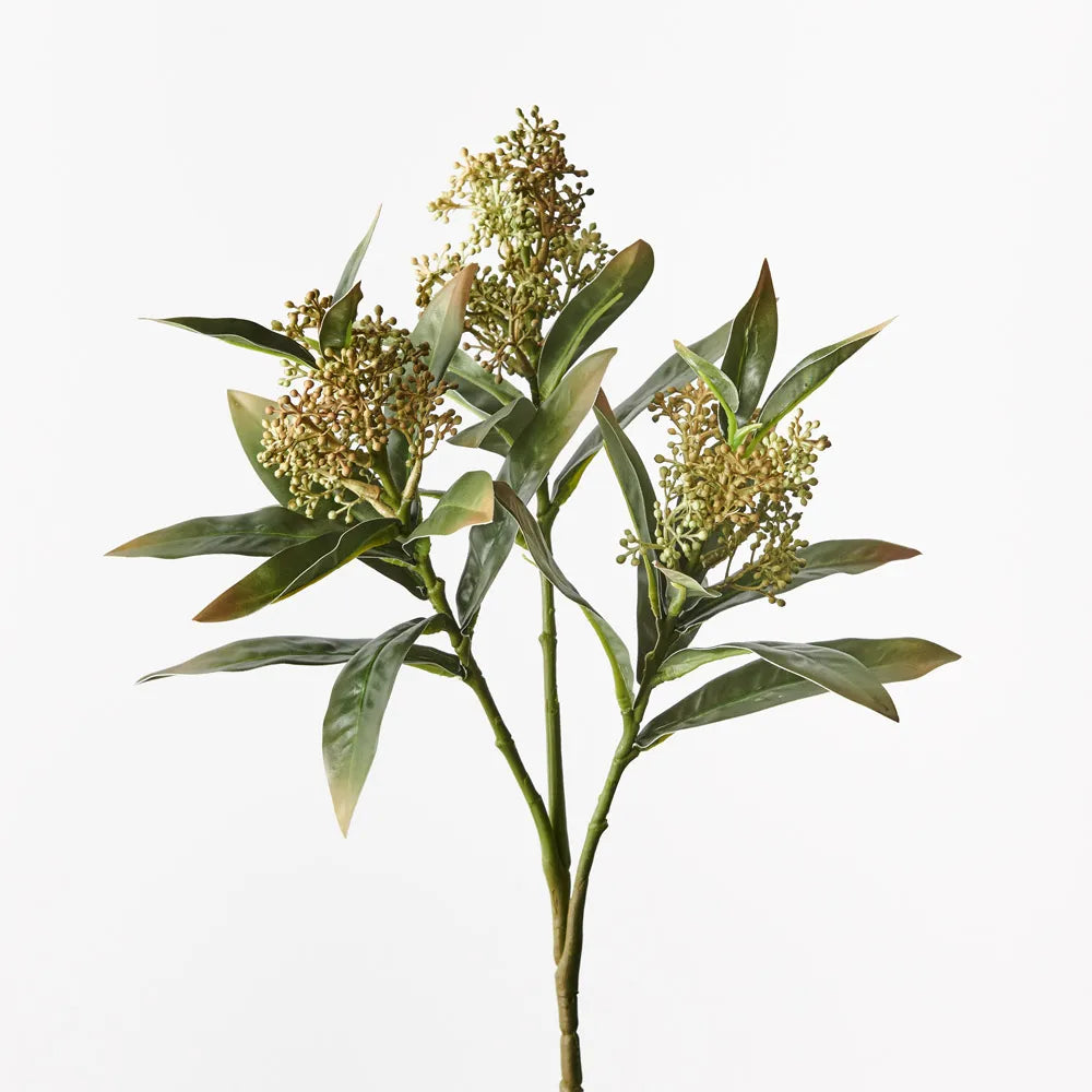 Skimmia Spray Natural