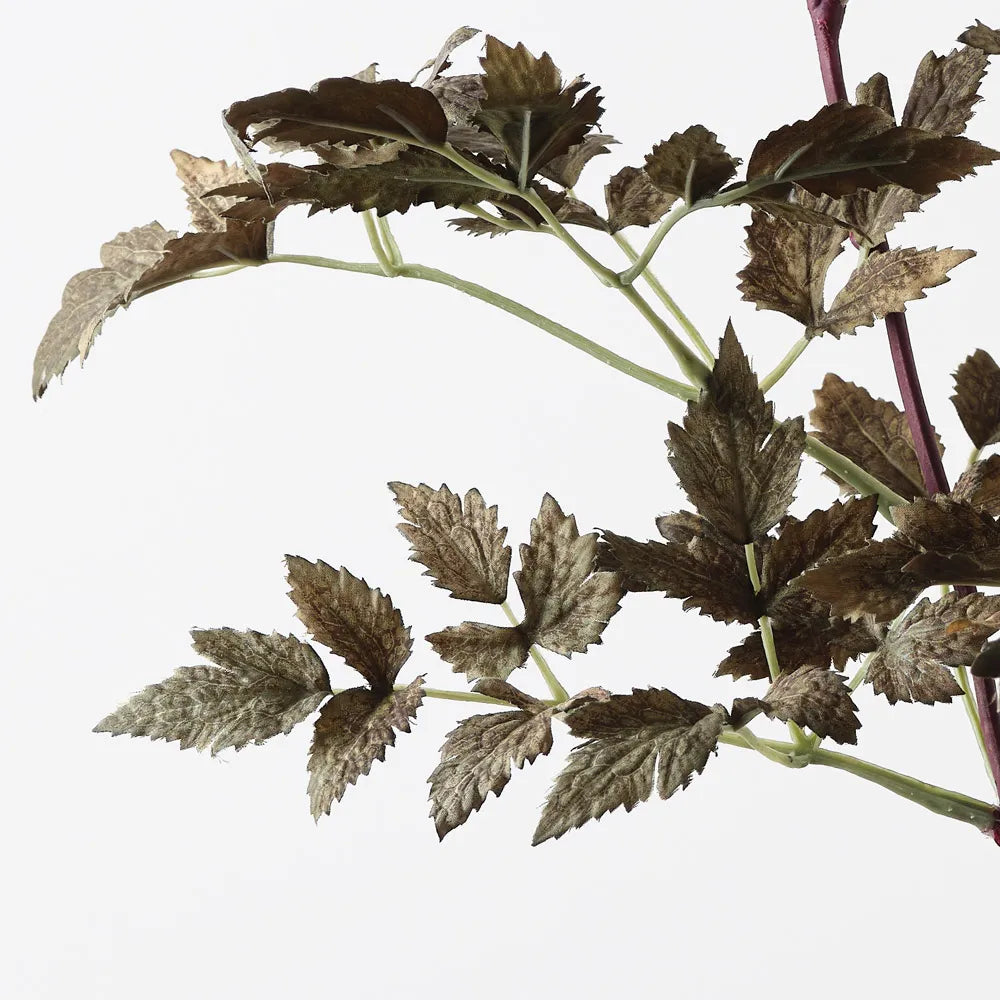 Cohosh Leaf Spray