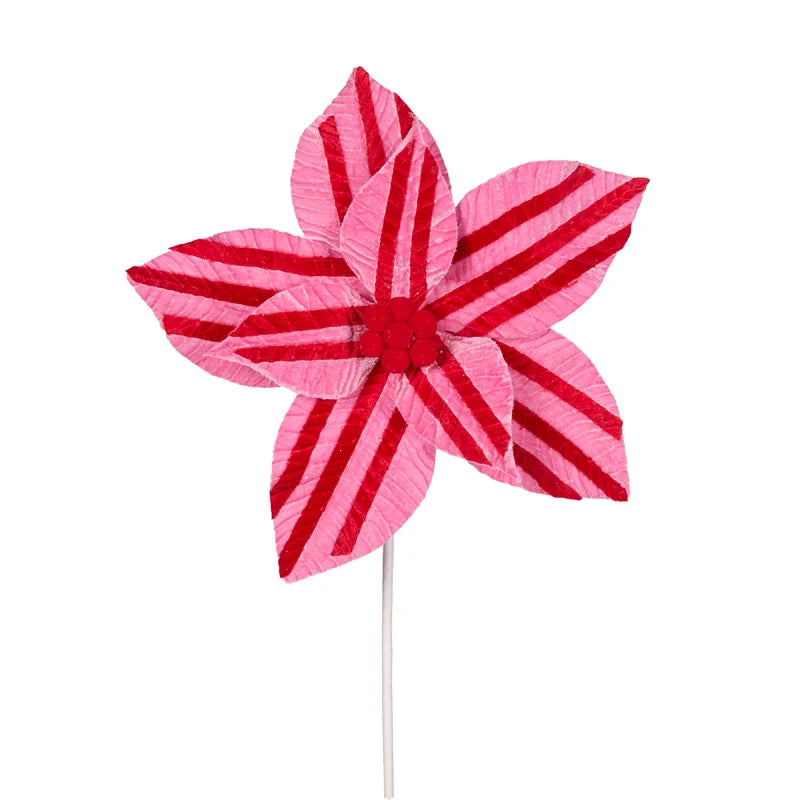 Pink & Red Striped Poinsettia