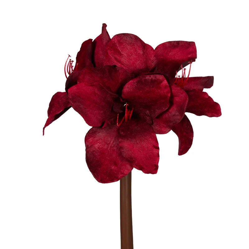 Deep Red Hippeastrum Stem