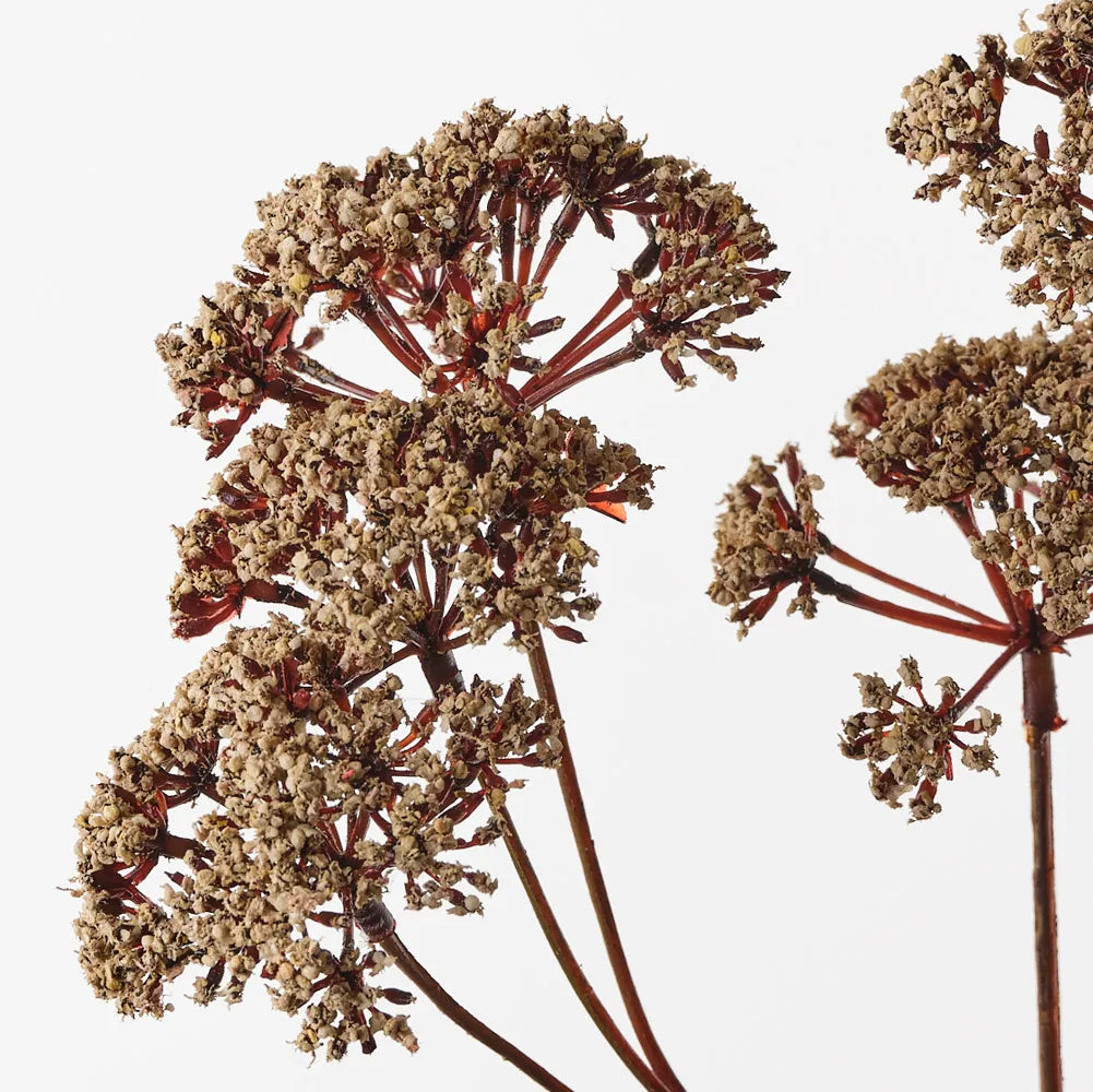 Fennel Flower Spray 57cm