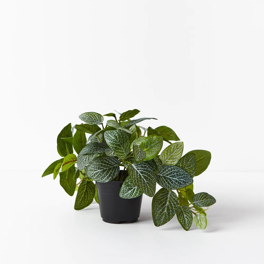 Fittonia Hanging Bush in Pot