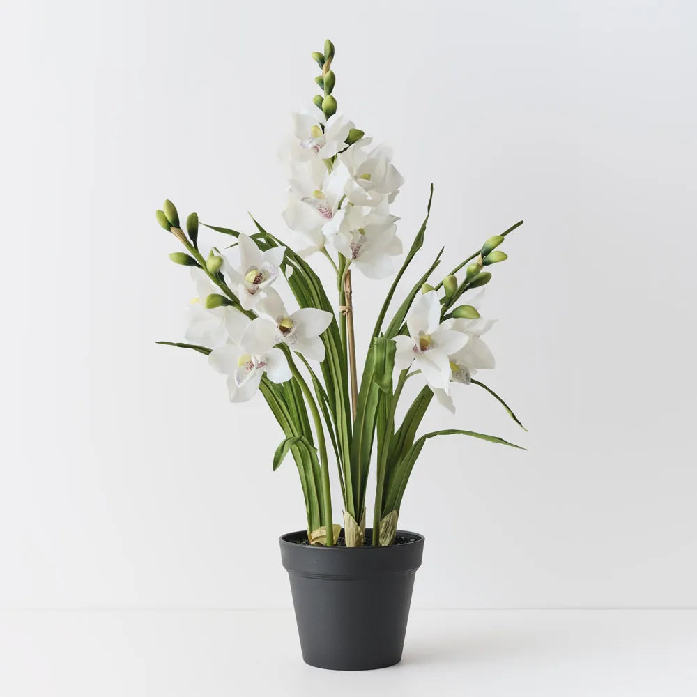 Orchid Cymbidium Plant White-86cm