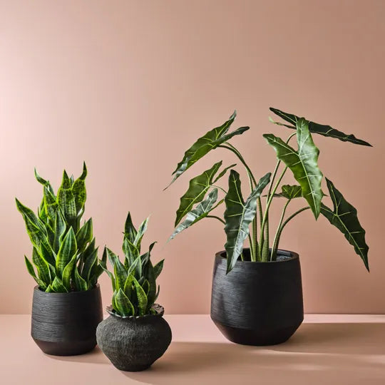 Sansevieria Plant 81cm
