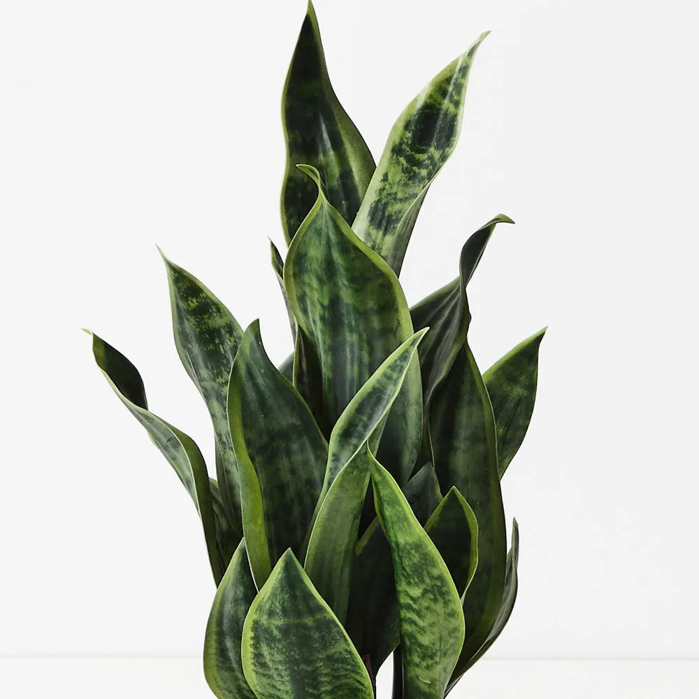 Sansevieria Plant - 51cm