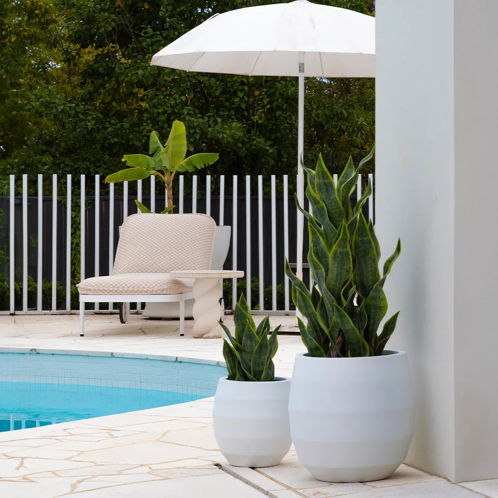 Sansevieria Plant - 51cm