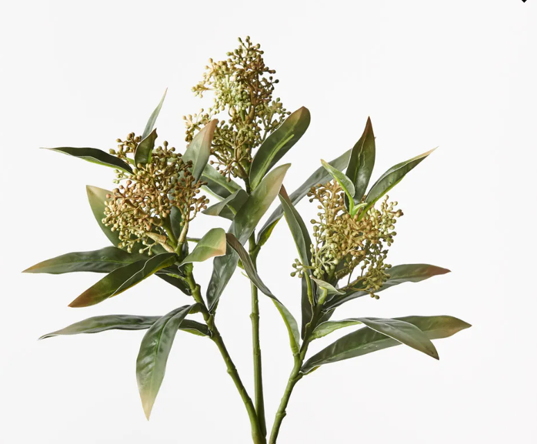 Skimmia Spray Green/Yellow 46cm
