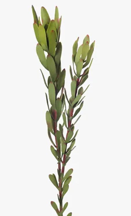 FI Leucadendron Protea Green 81cm