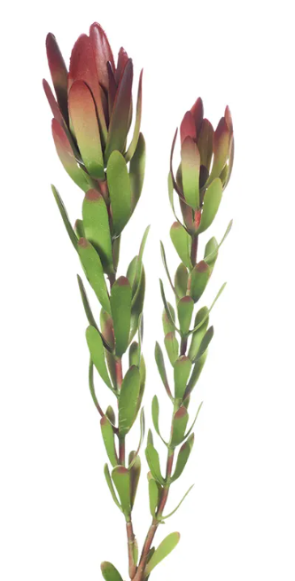 FI Protea Leucadendron Burgandy Green 81cm