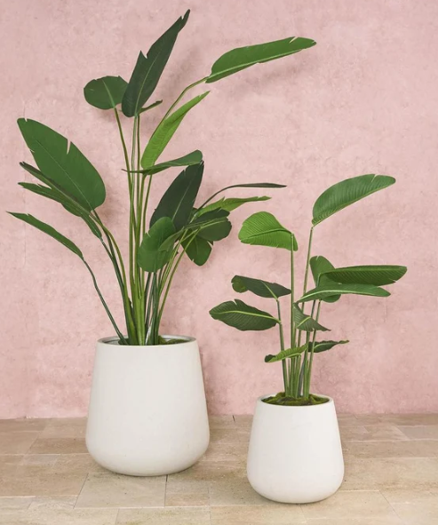 FBL Quincy Planter White Small