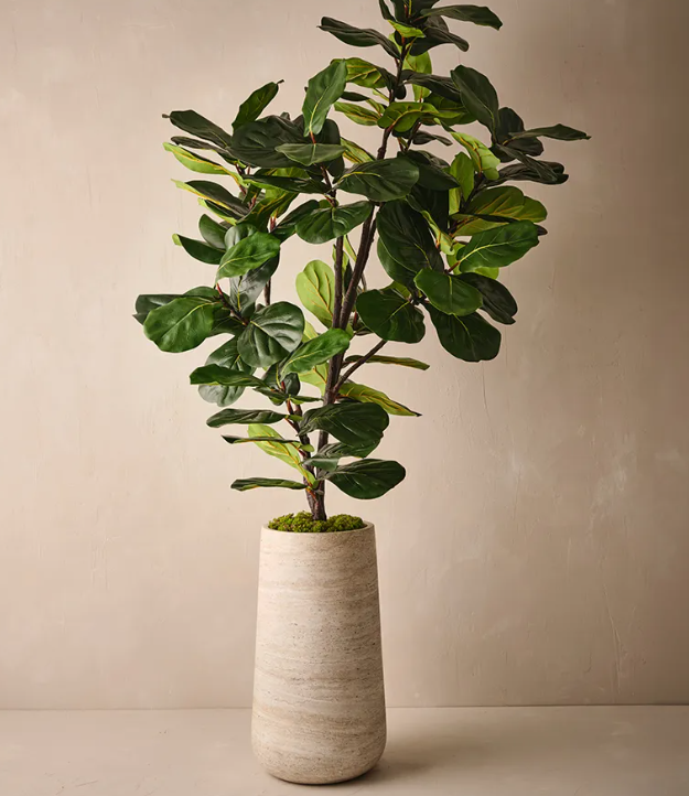 FI Fiddle Leaf Tree Green 210cm