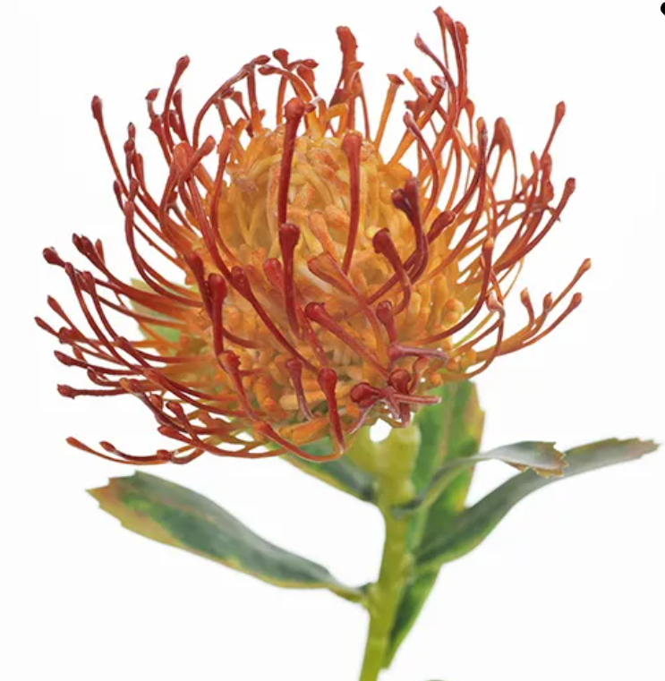 Protea Leucospermum Burnt Orange 63cm