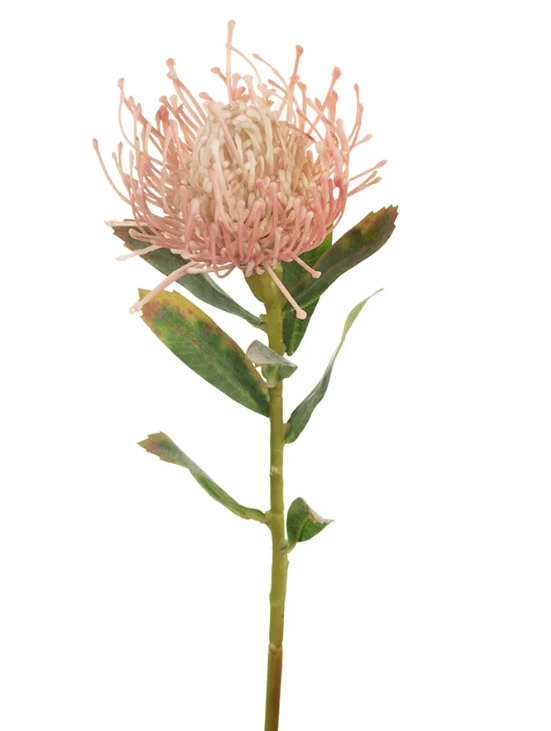 Protea Leucospermum Light Pink 63cm