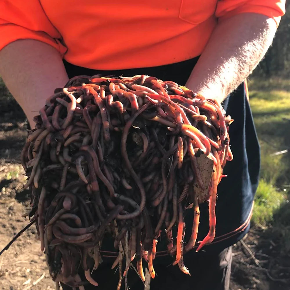 European Nightcrawlers – Fishing Worms