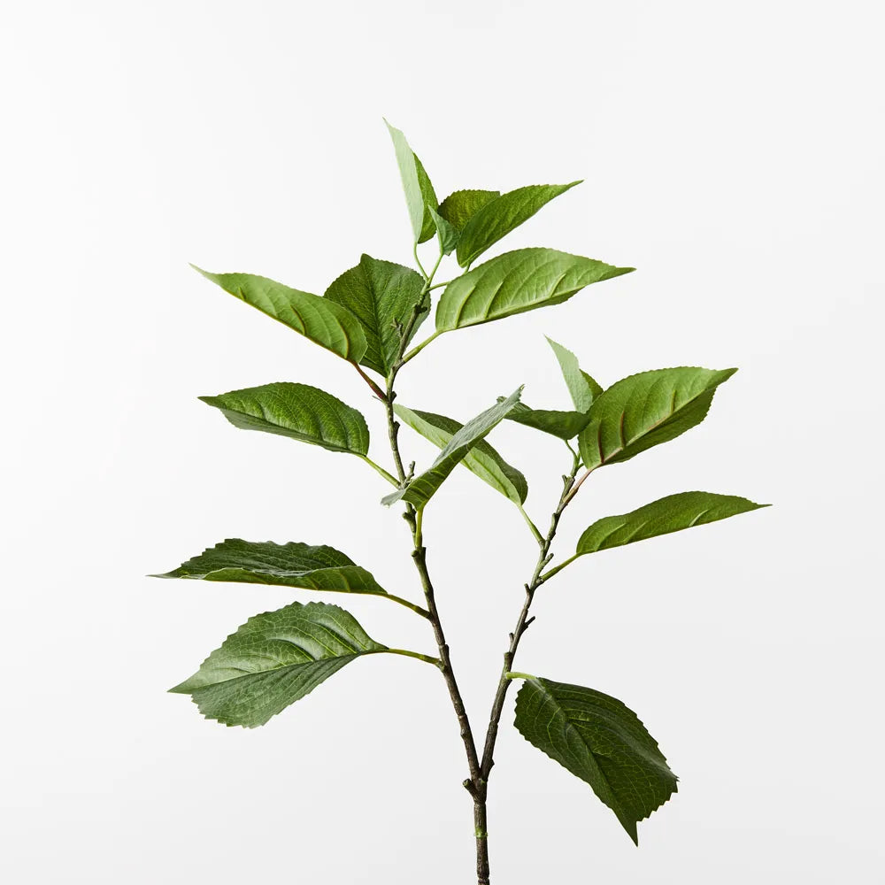 Hydrangea Leaf Spray - Green